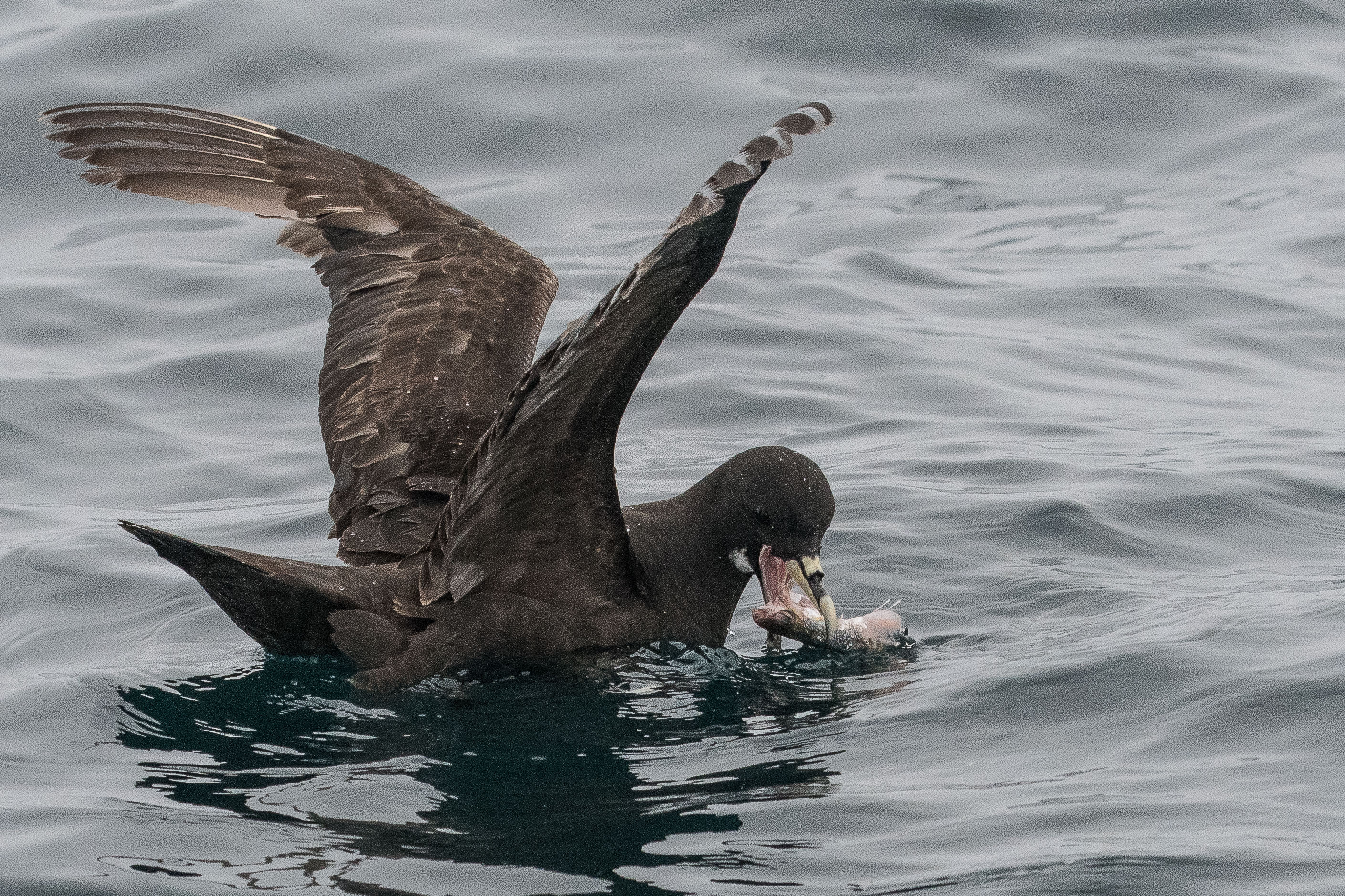 Puffin à menton blanc adulte(White-chinned petrel, Procellaria equinoctialis), consommant un poisson, Walvis bay, Namibie.